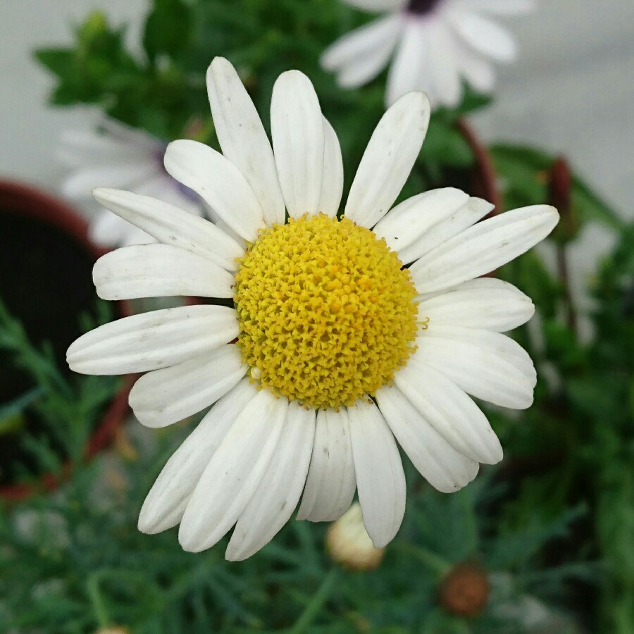 Marguerite Daisy Dana in the GardenTags plant encyclopedia