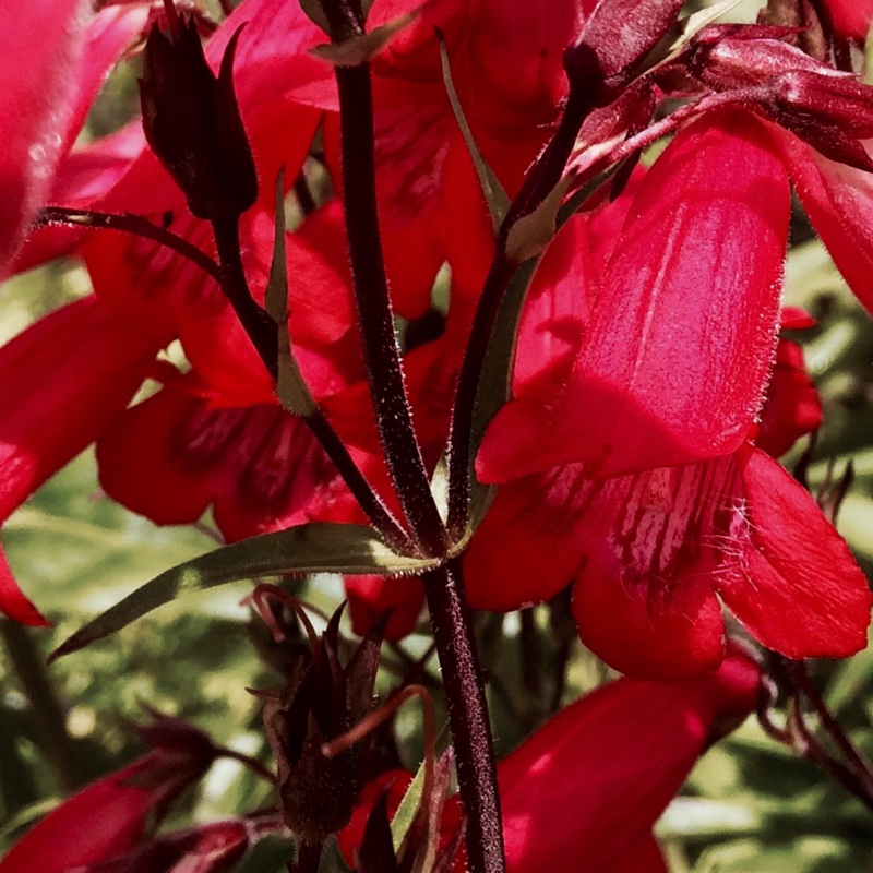 Beardtongue Appleblossom in the GardenTags plant encyclopedia