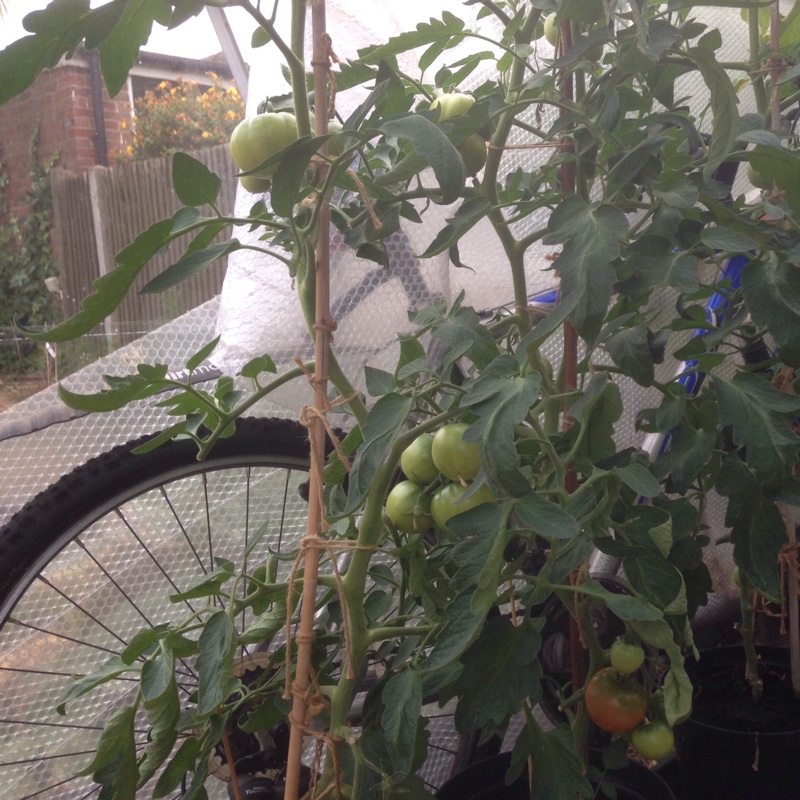 Tomato Crimson Crush in the GardenTags plant encyclopedia