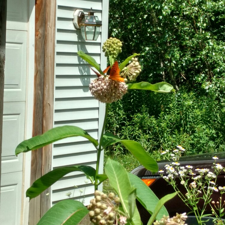 Milkweed in the GardenTags plant encyclopedia