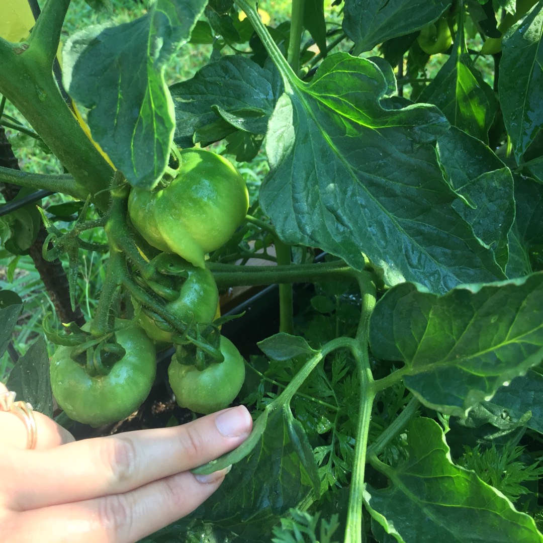 Tomato Better Boy in the GardenTags plant encyclopedia