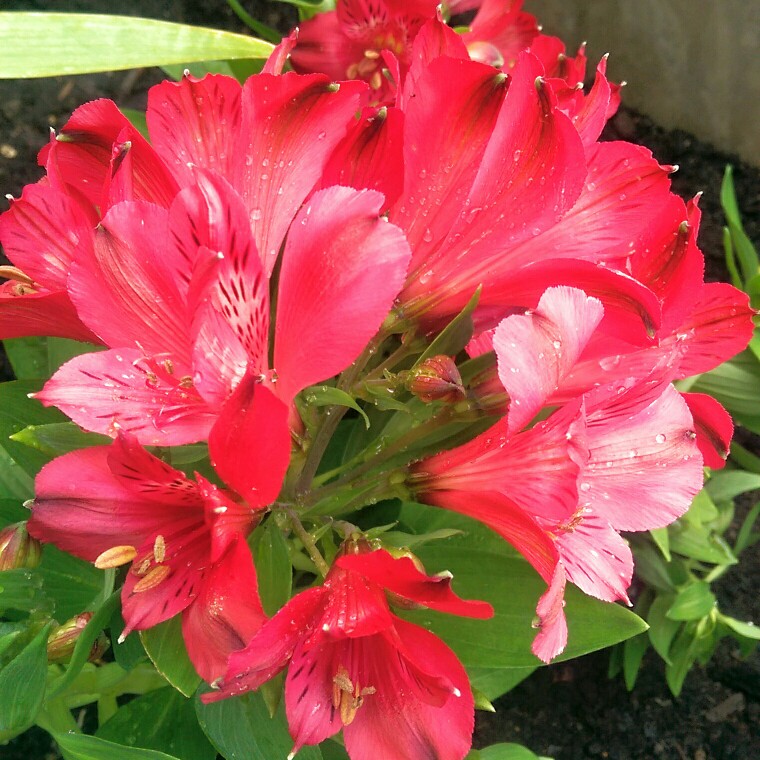 Peruvian Lily Inca Vito in the GardenTags plant encyclopedia