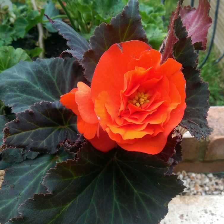 Tuberous Begonia Nonstop Mocca Deep Orange in the GardenTags plant encyclopedia