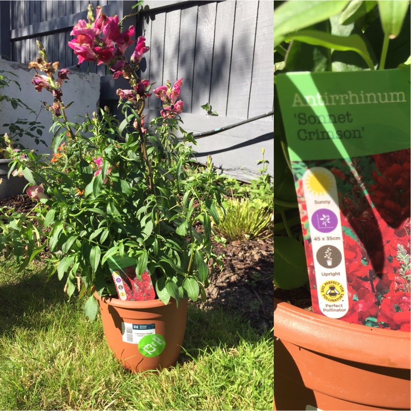 Snapdragon Sonnet Crimson in the GardenTags plant encyclopedia