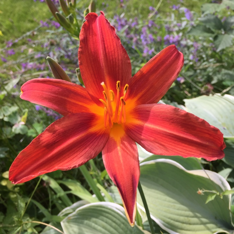 Daylily Sammy Russell in the GardenTags plant encyclopedia