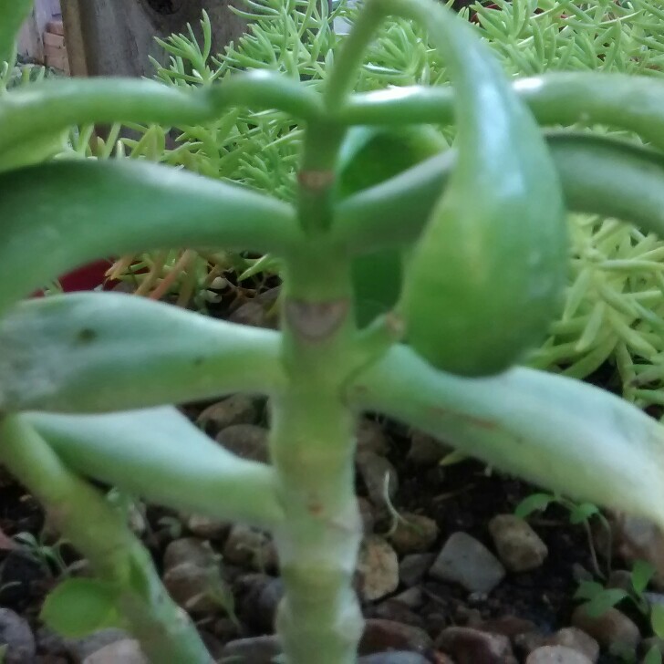 Cotyledon Mint Truffles in the GardenTags plant encyclopedia