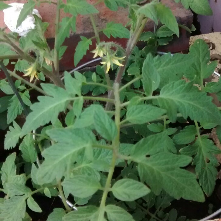 Tomato Parks Whopper (Beefsteak Tomato) in the GardenTags plant encyclopedia