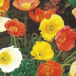 Icelandic Poppy Artists Glory (Mix) in the GardenTags plant encyclopedia