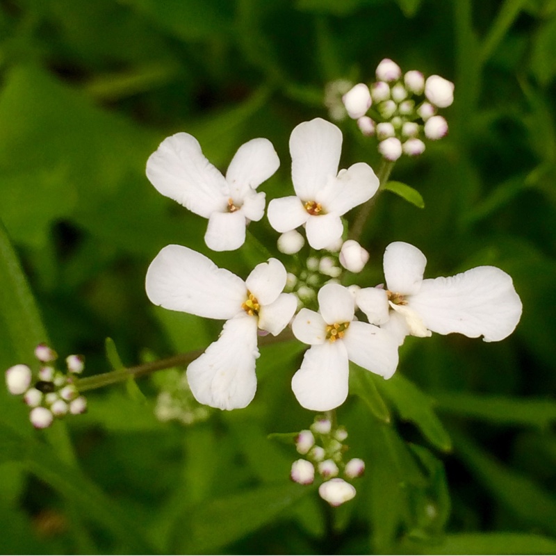 Bitter Candytuft Iceberg in the GardenTags plant encyclopedia