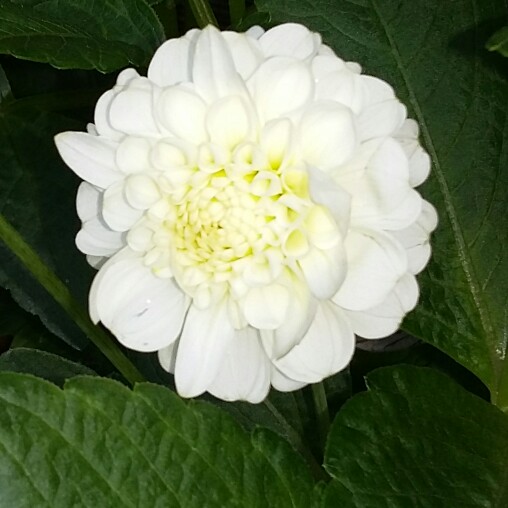 Dahlia Boom Boom White (Ball) in the GardenTags plant encyclopedia