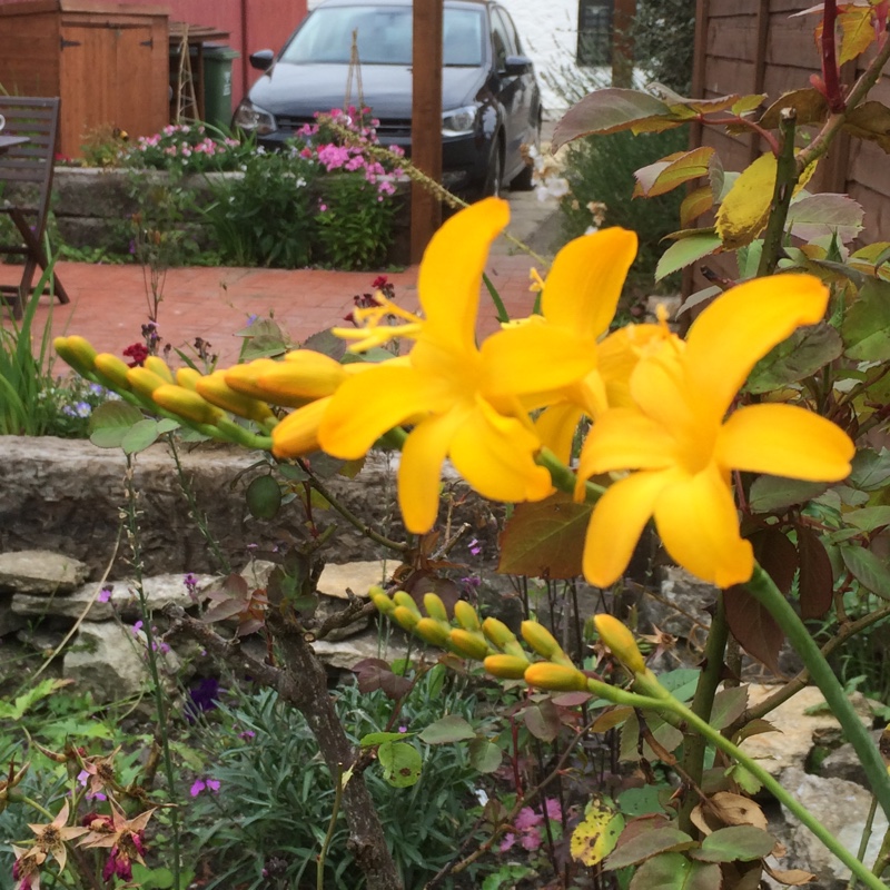 Montbretia Pauls Best Yellow in the GardenTags plant encyclopedia