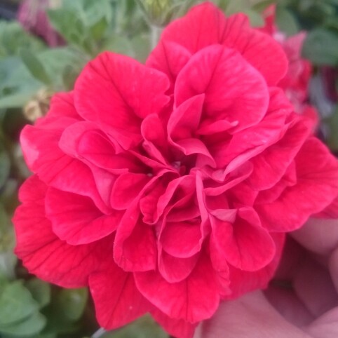 Petunia Tumbelina Inga in the GardenTags plant encyclopedia