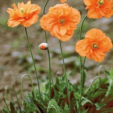 Poppy Tangerine Dream in the GardenTags plant encyclopedia