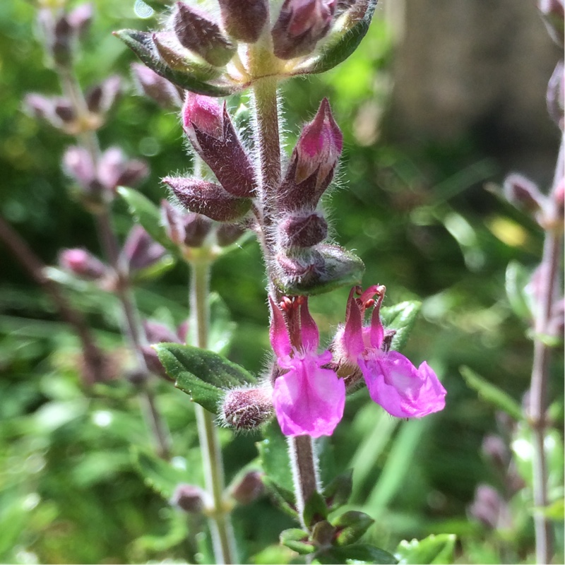 Hedge Germander in the GardenTags plant encyclopedia