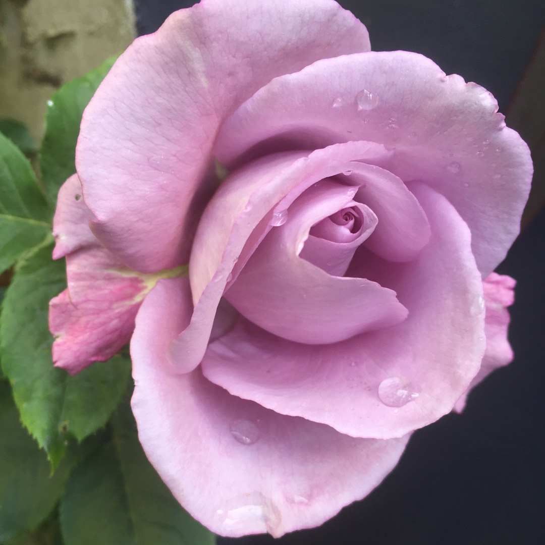 Rose Azubis (Climbing) in the GardenTags plant encyclopedia