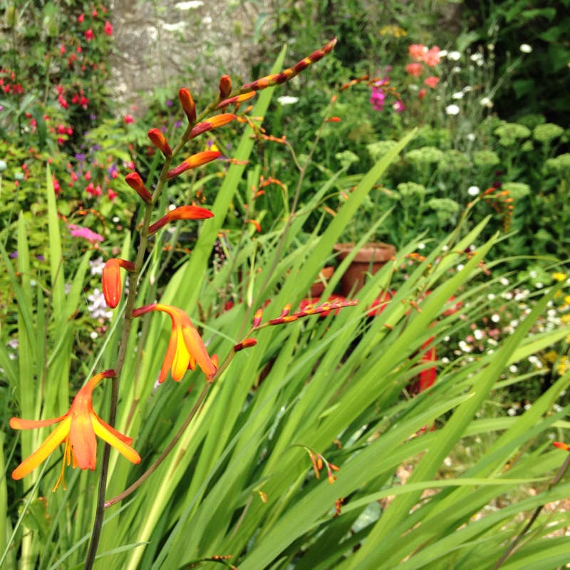 Montbretia Prince of Orange in the GardenTags plant encyclopedia