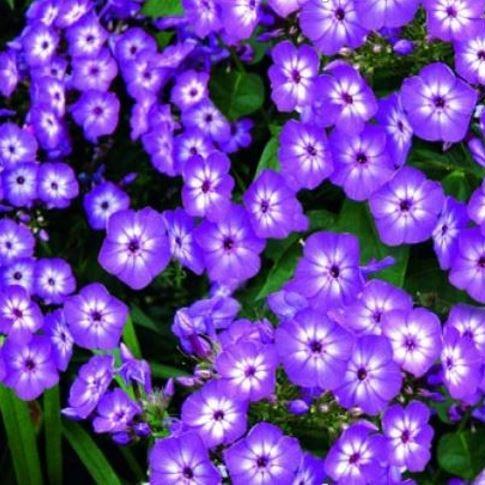 Phlox Volcano Purple in the GardenTags plant encyclopedia