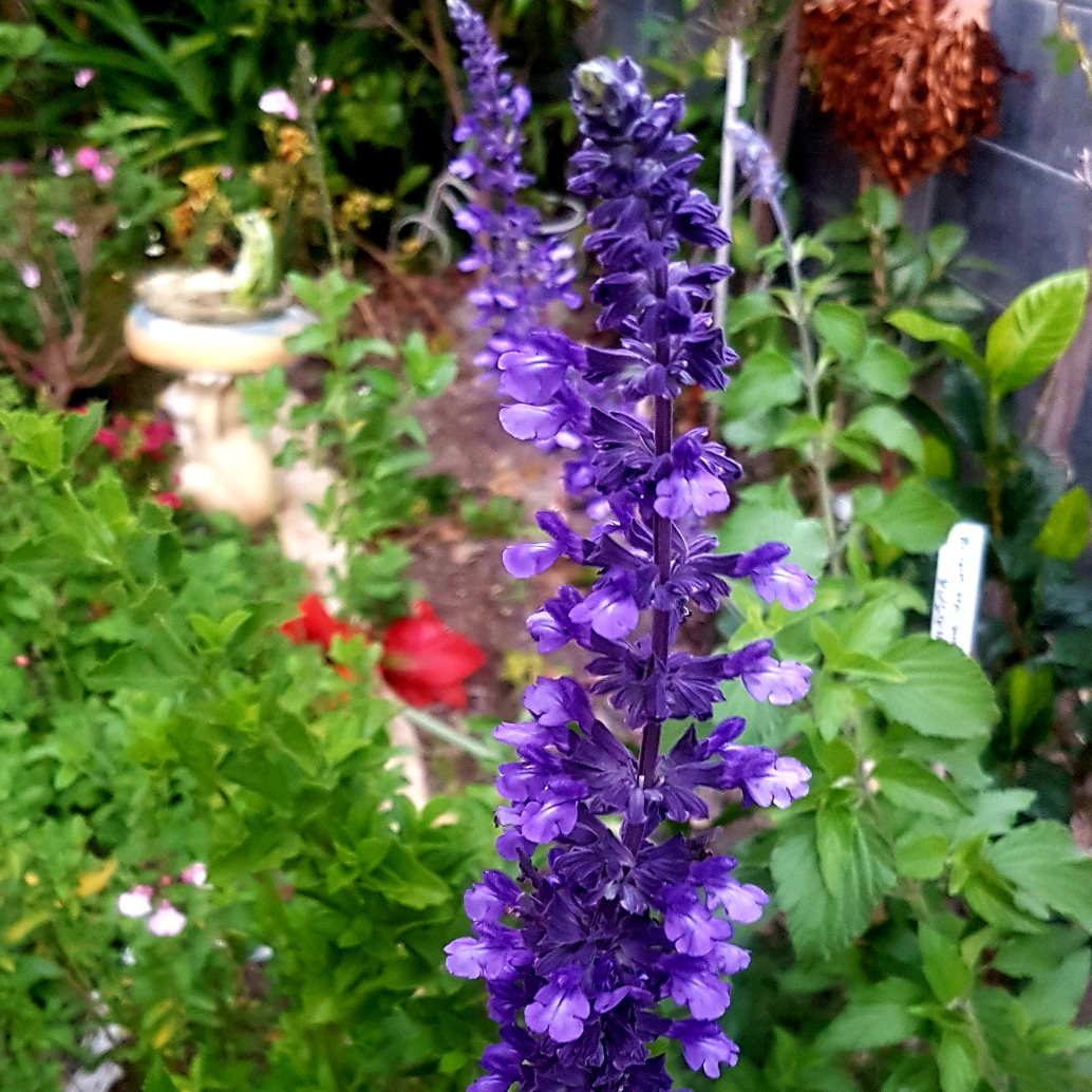 Salvia Mystic Spires in the GardenTags plant encyclopedia