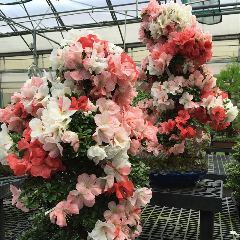 Satsuki Azalea in the GardenTags plant encyclopedia