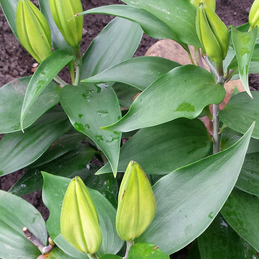 Lily Starlight Express (Oriental) in the GardenTags plant encyclopedia