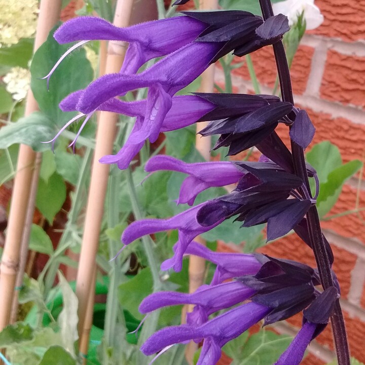 Salvia Super Trooper in the GardenTags plant encyclopedia