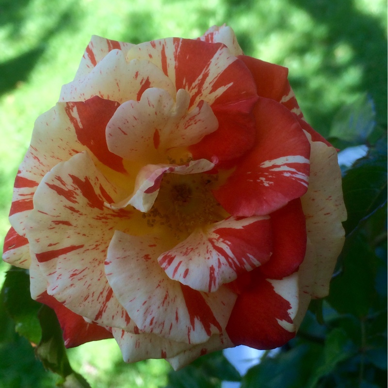 Floribunda Rose Oranges And Lemons in the GardenTags plant encyclopedia