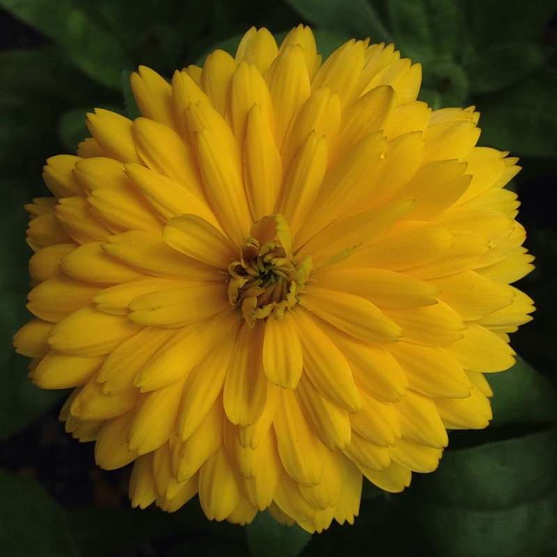 Pot Marigold Lemon Twist in the GardenTags plant encyclopedia