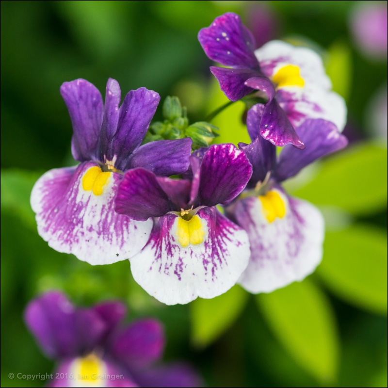 Nemesia Blue Bicolour in the GardenTags plant encyclopedia