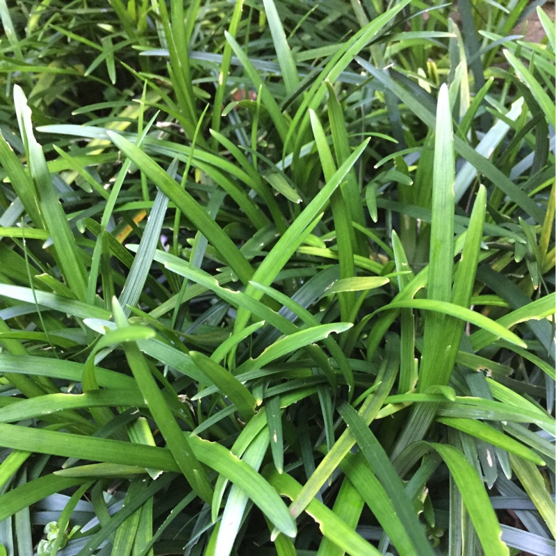 Mondo Grass Little Tabby in the GardenTags plant encyclopedia