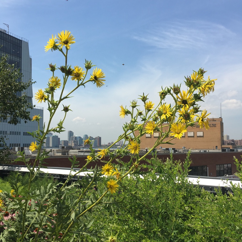 Compass plant in the GardenTags plant encyclopedia