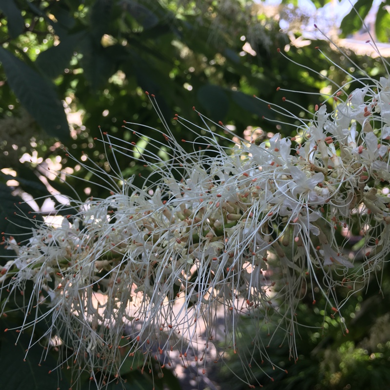 Bottlebrush buckeye in the GardenTags plant encyclopedia