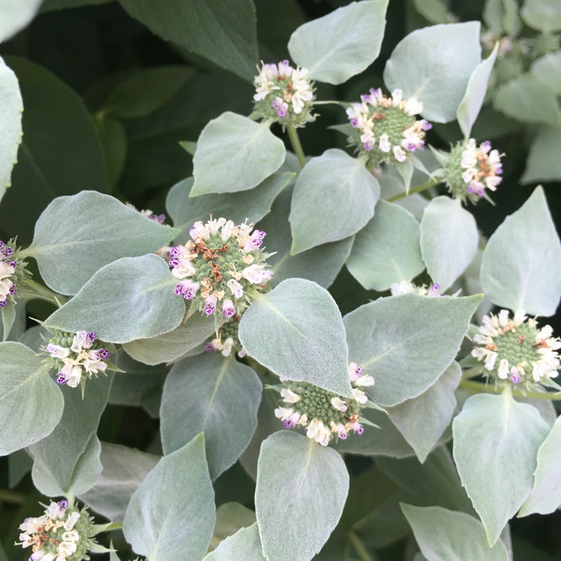 Big Leaf Mountain Mint in the GardenTags plant encyclopedia