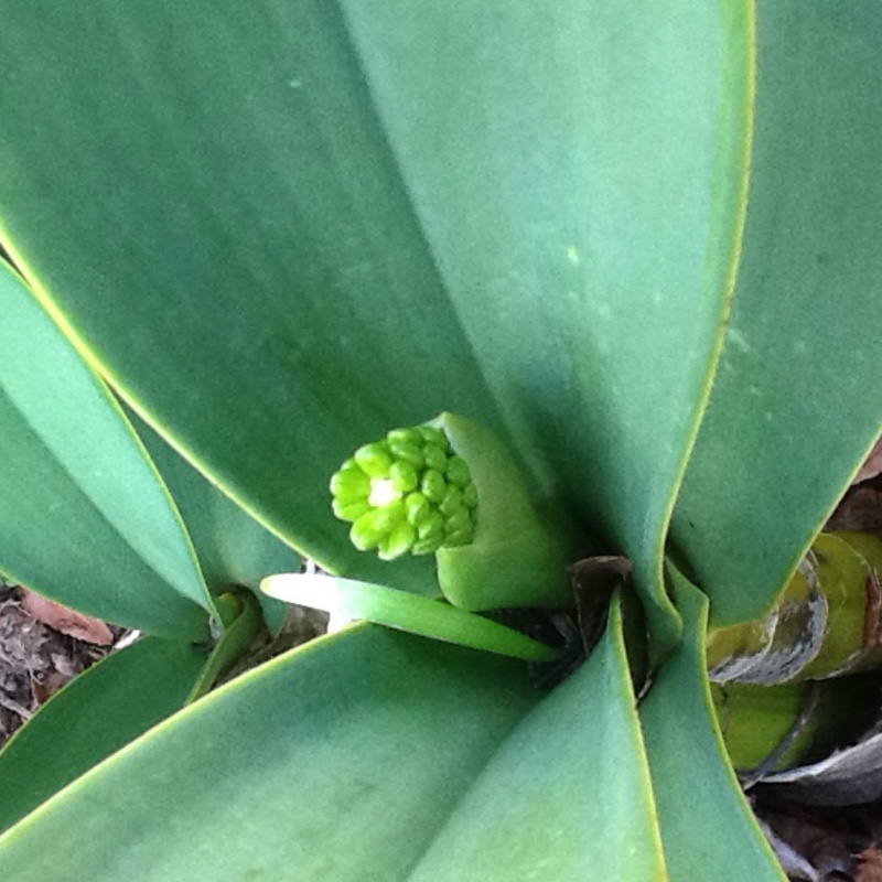 Rock Orchid in the GardenTags plant encyclopedia