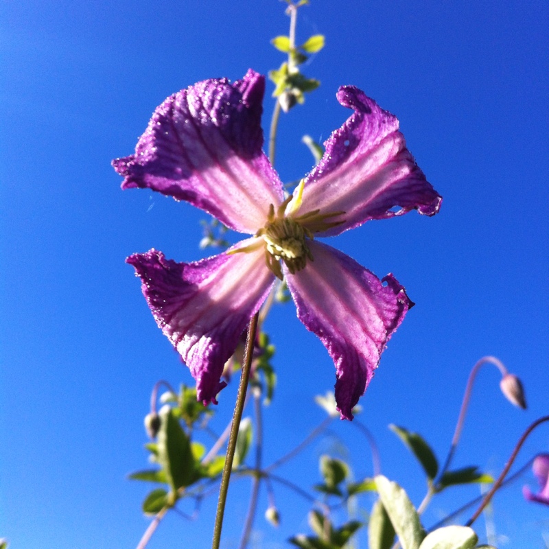 Clematis Minuet in the GardenTags plant encyclopedia