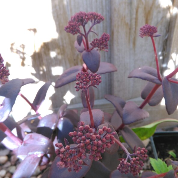 Hylotelephium Purple Emperor in the GardenTags plant encyclopedia