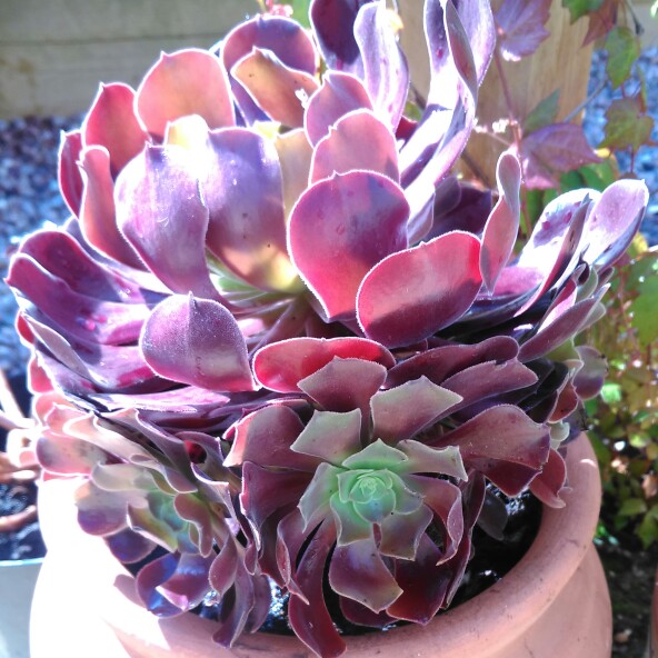 Aeonium Arboreum Velour in the GardenTags plant encyclopedia