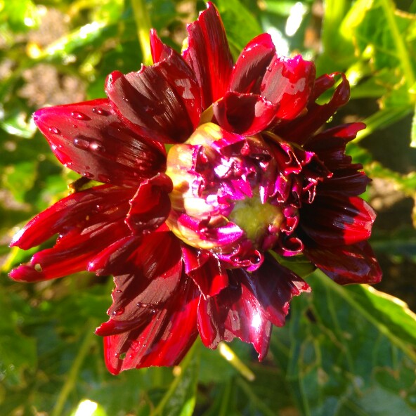 Dahlia Tamburo in the GardenTags plant encyclopedia