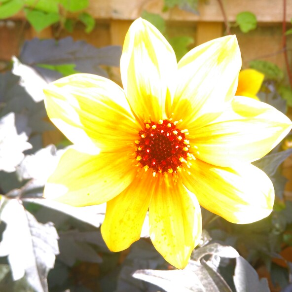 Dahlia Mystic Spirit in the GardenTags plant encyclopedia