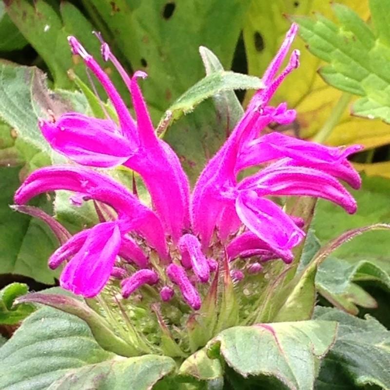 Bergamot Balmy Lilac in the GardenTags plant encyclopedia