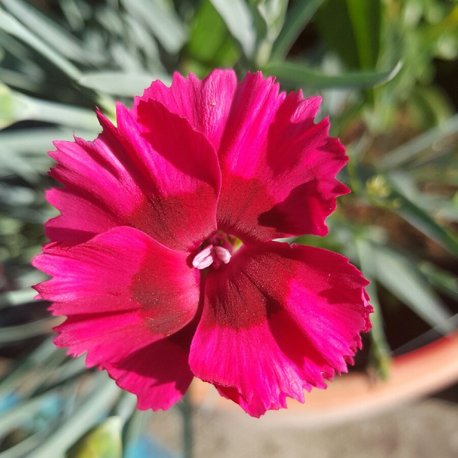 Pink Cosmopolitan in the GardenTags plant encyclopedia