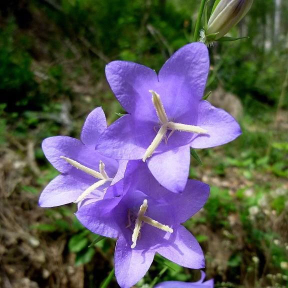 Peachleaf Bellflower in the GardenTags plant encyclopedia