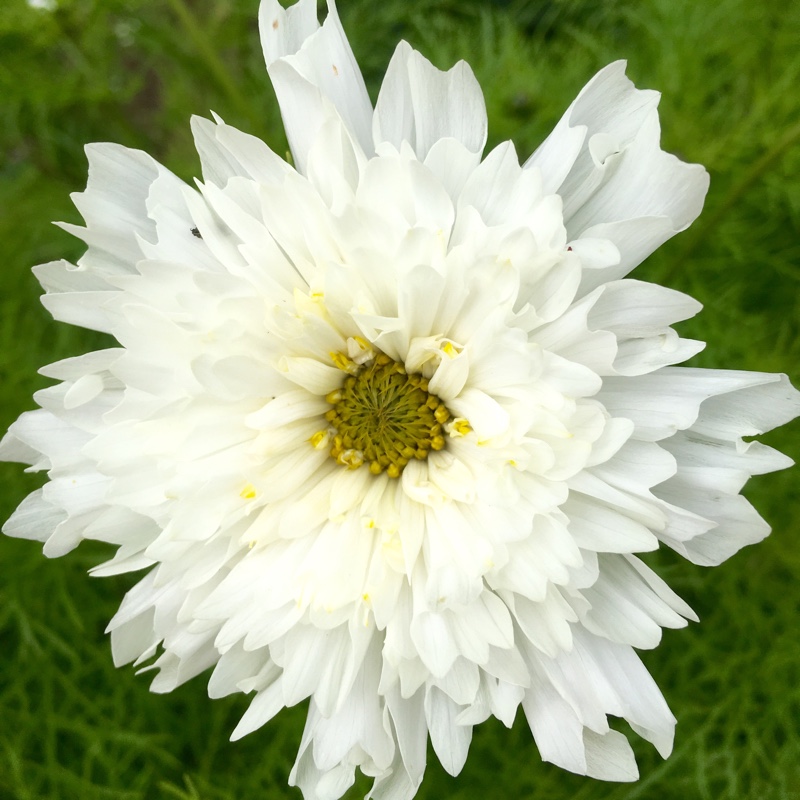 Cosmea Double Click Snow Puff in the GardenTags plant encyclopedia