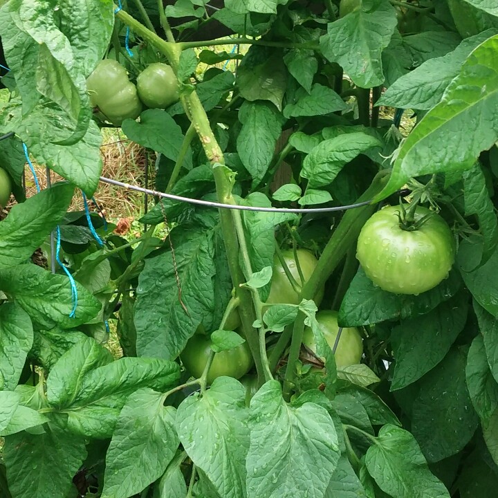 Tomato Brandywine Sudduths Strain in the GardenTags plant encyclopedia