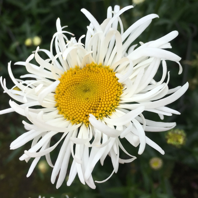 Shasta Daisy Shaggy in the GardenTags plant encyclopedia