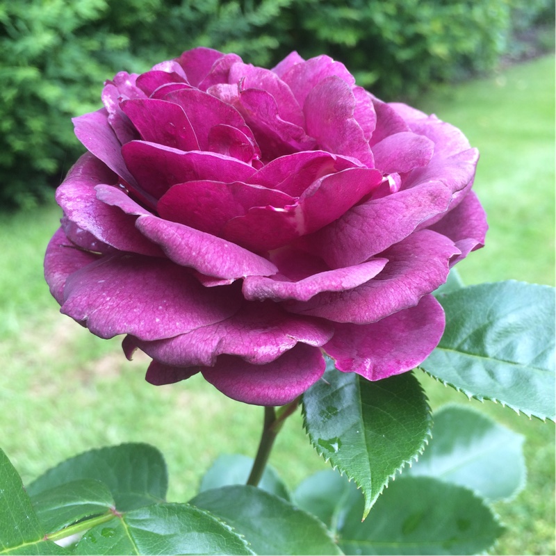 Floribunda Rose Ebb Tide in the GardenTags plant encyclopedia