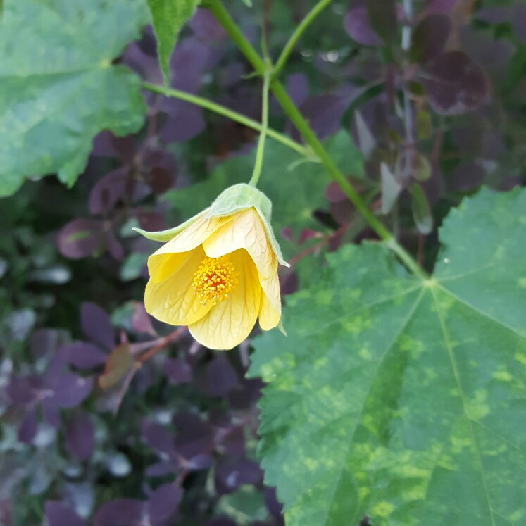 Painted Abutilon Thompsonii in the GardenTags plant encyclopedia