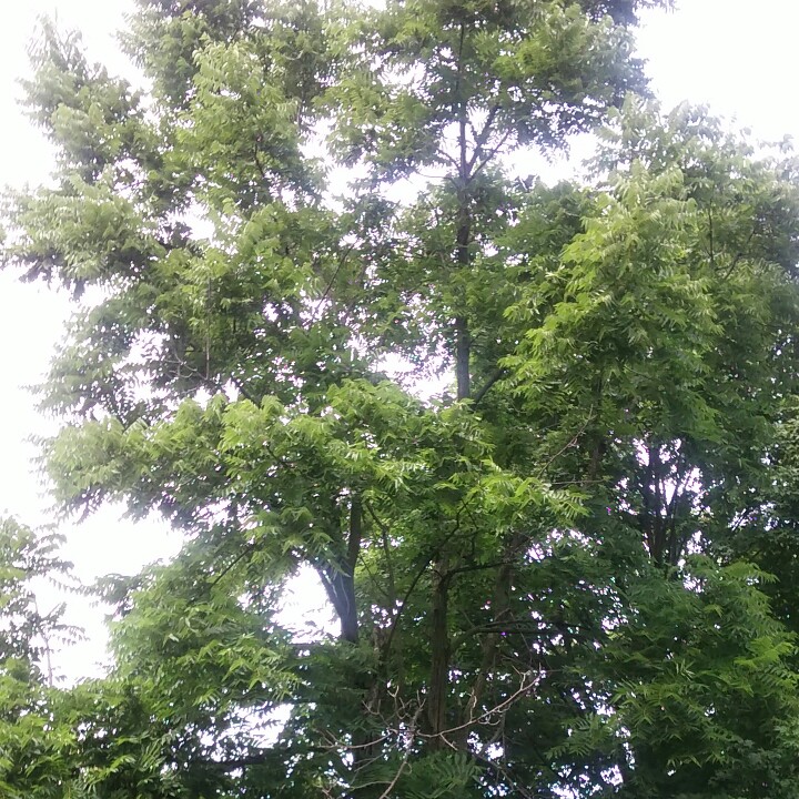 Black Walnut in the GardenTags plant encyclopedia