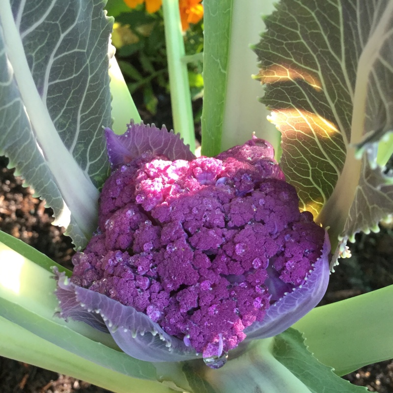 Cauliflower Graffiti in the GardenTags plant encyclopedia