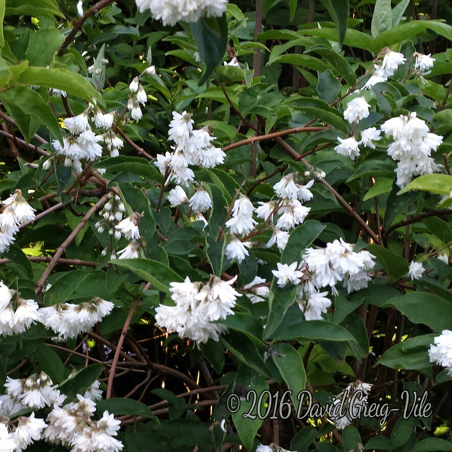 Mock Orange Manteau dHermine in the GardenTags plant encyclopedia