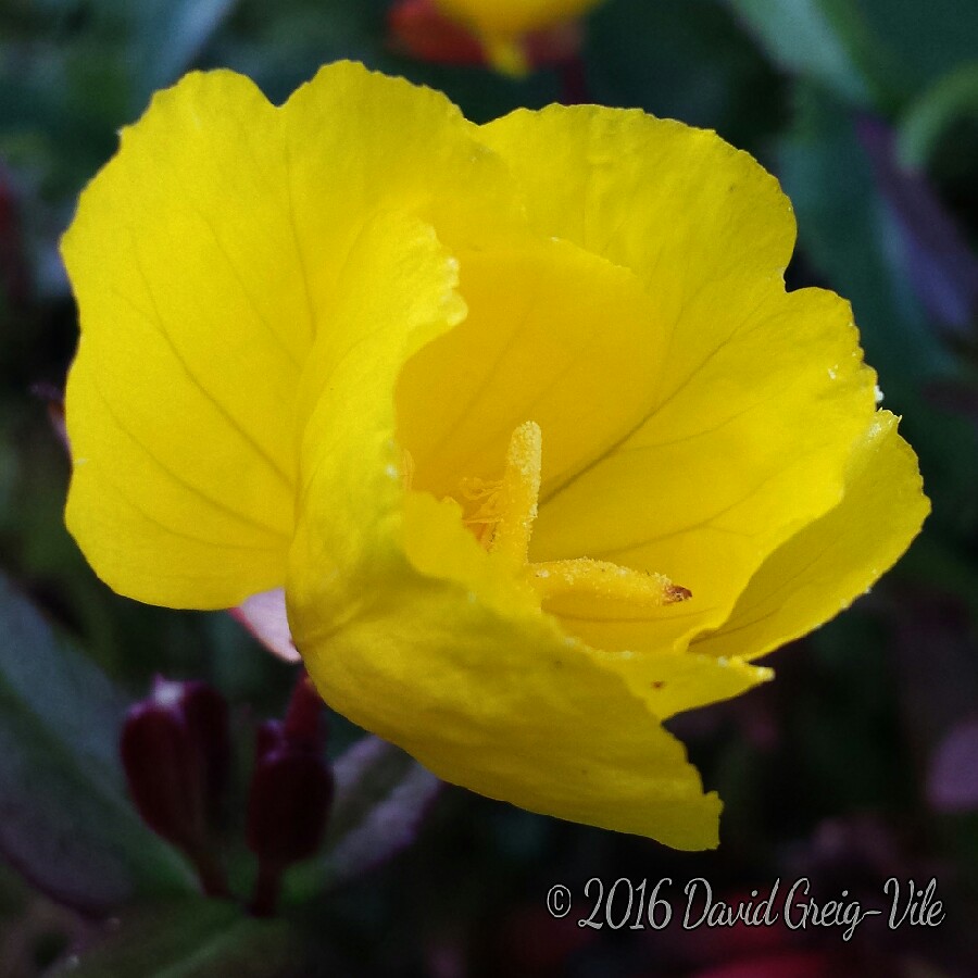 Evening Primrose Summer Sun in the GardenTags plant encyclopedia